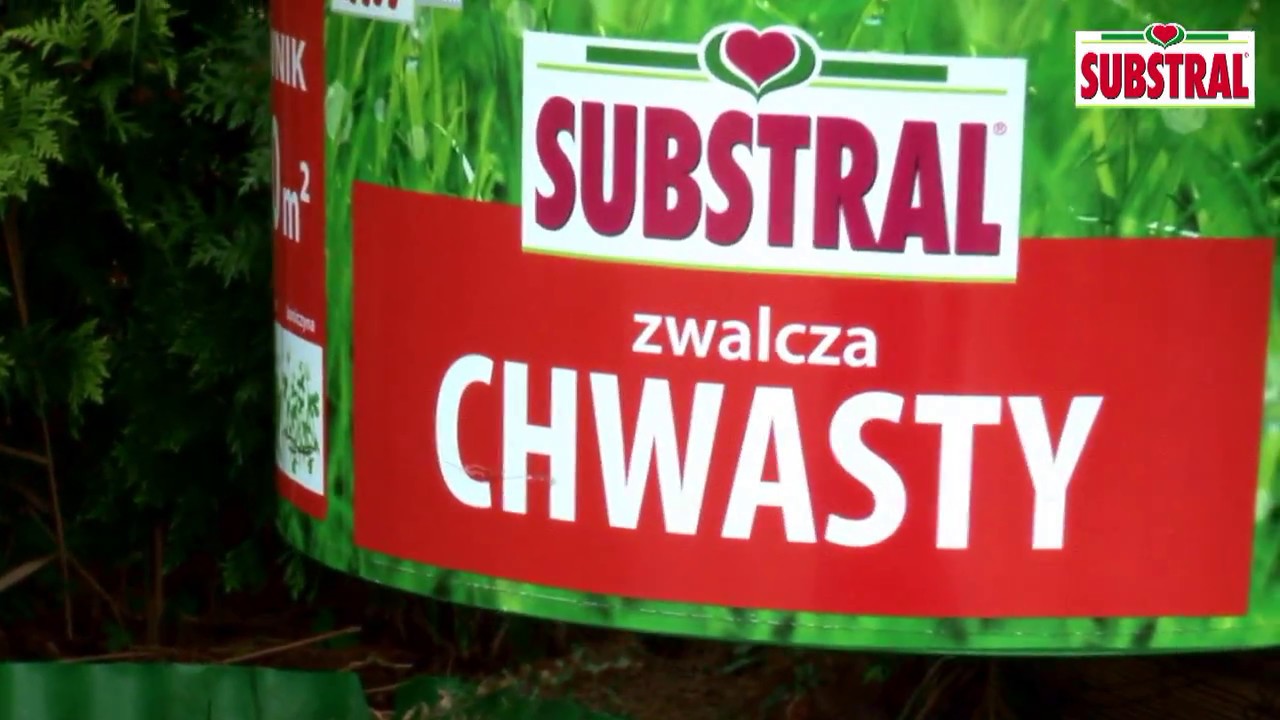 Substral - Jak zwalczyć chwasty na trawniku?