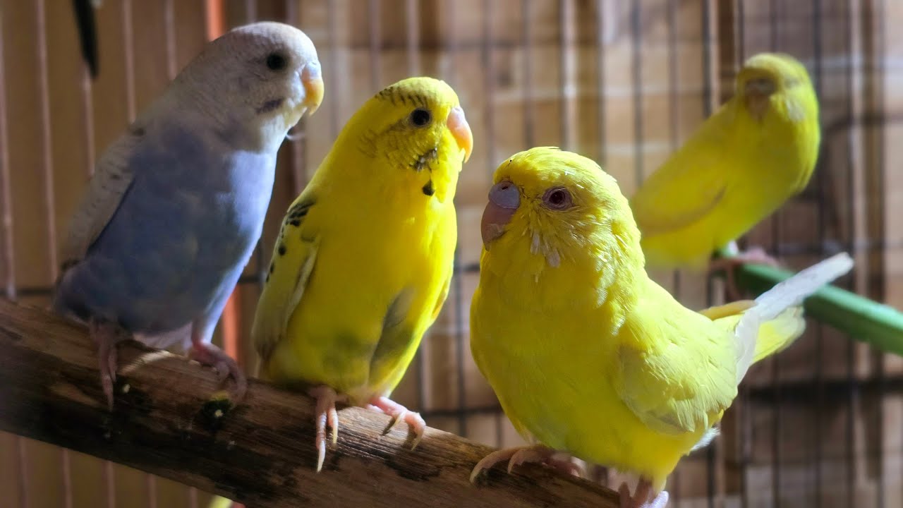 🟢 Live Budgies Cam | Watch Colorful Budgies Chirp, Play & Interact in Real Time! 🐦💚