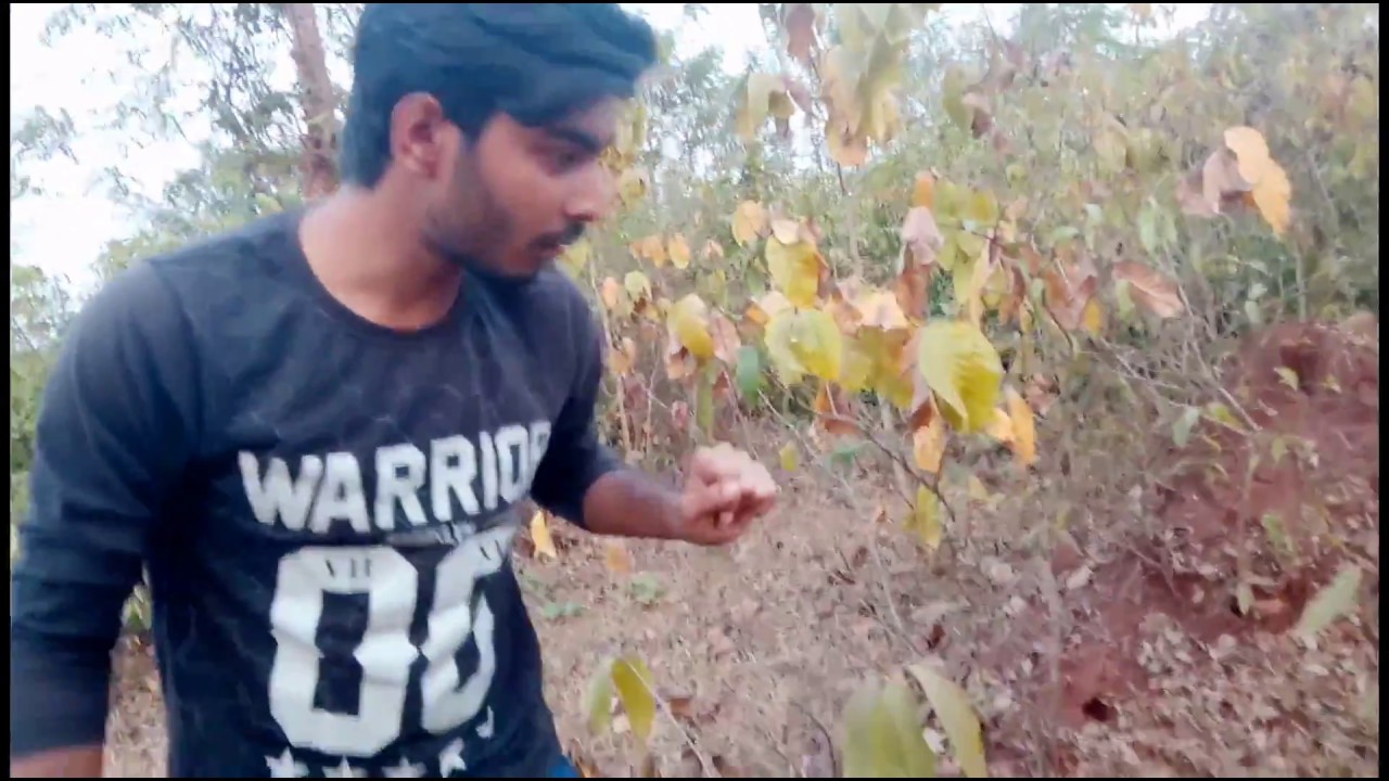 Odia Amazing Discovery Isolated Amazon Tribes - jangal Full Documentary