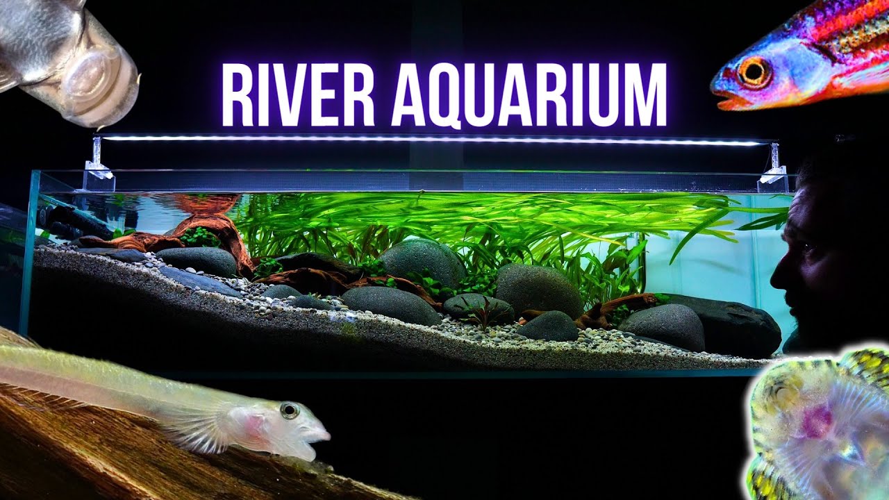 JOURNEY to the bottom of my HILLSTREAM AQUARIUM | EP6 SLOPED RIVER TANK