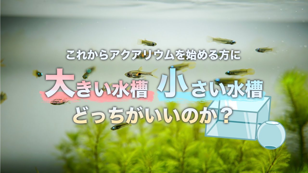 【 大きい水槽 or 小さい水槽？】これからアクアリウムを始める方にはどっちがオススメ？【 ne0n 】 #アクアリウム