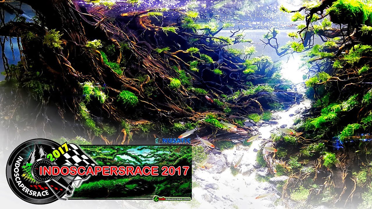 INDOSCAPERSRACE 2017 - Amazing aquascaping event!
