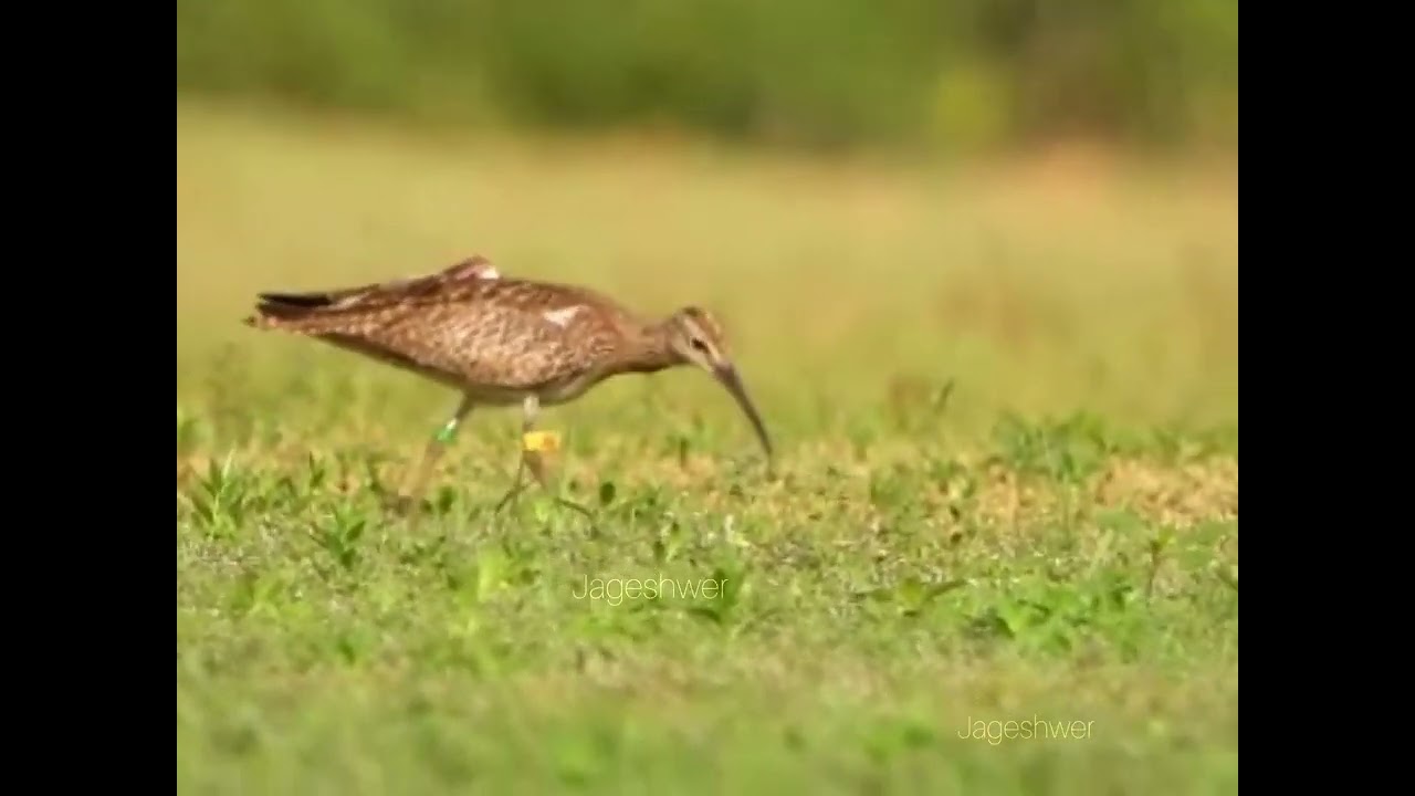 Satellite tagged Eurasian whimbrel 