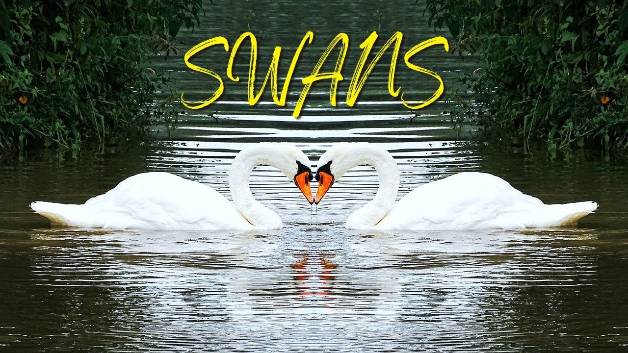 Swans Sounds. Listen Here What Sound Does Swan Make.