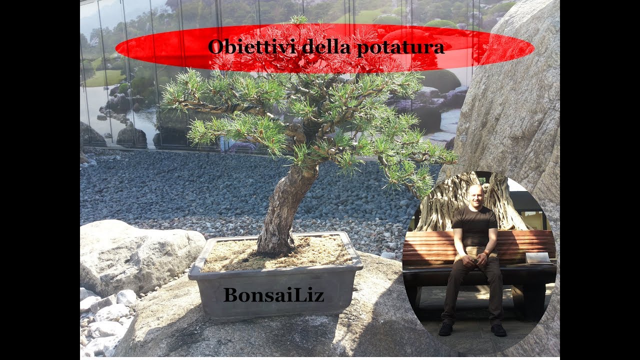 Bonsai: Quali obiettivi raggiungere con la potatura