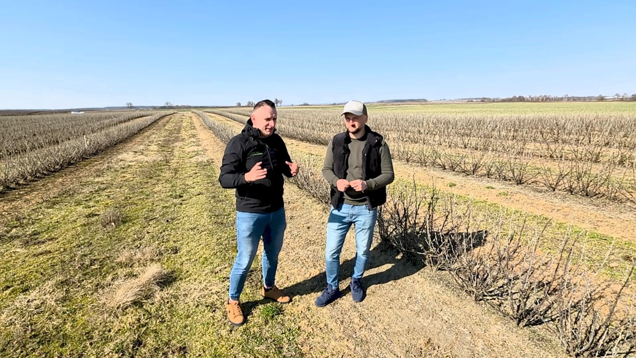 Porzeczka czarna – pierwsze zabiegi, Darek Ziarko