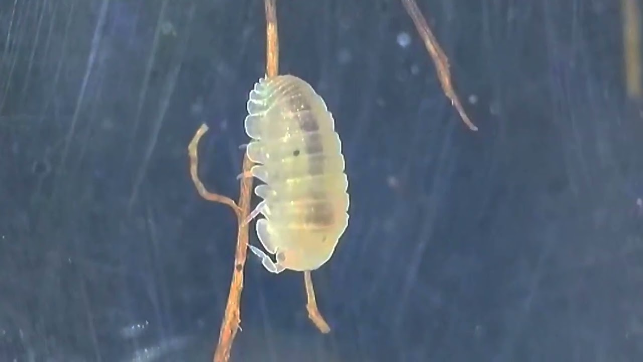 #isopodos