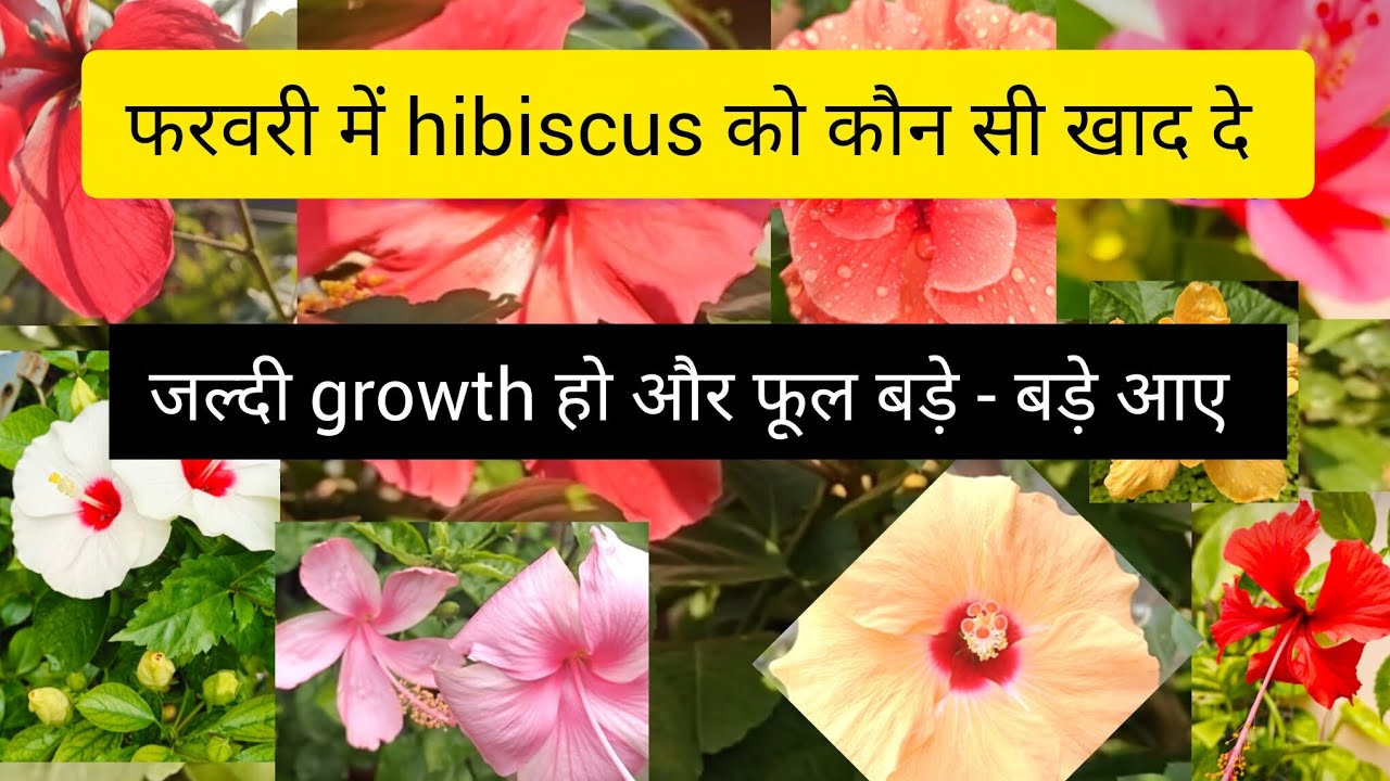 February में hibiscus plant को कौन सा Fertilizer दे जल्दी growth हो और फूल भी बड़े-बड़े आए 