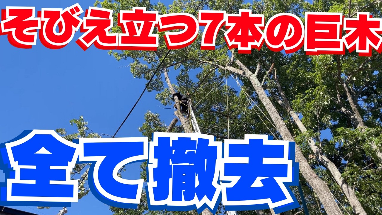 これは命がけ‼︎重機の入らない場所で巨大なクヌギを7本伐採‼︎真夏の激闘・完結編【足王神社／岡山】