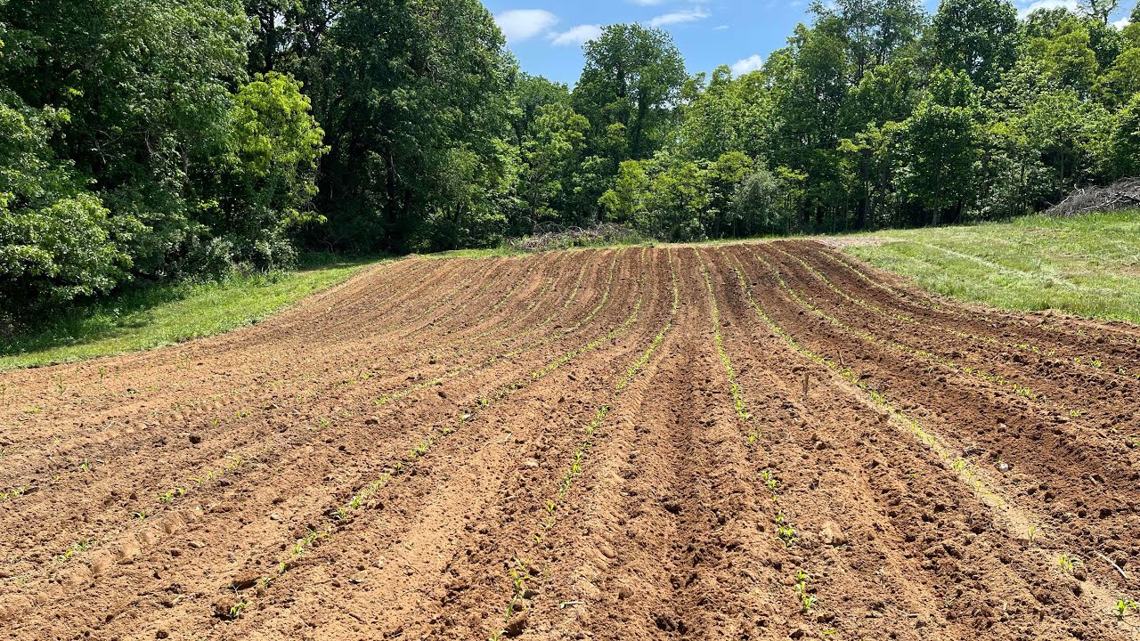 Reid’s Yellow Dent Corn: 2nd Cultivation & Update
