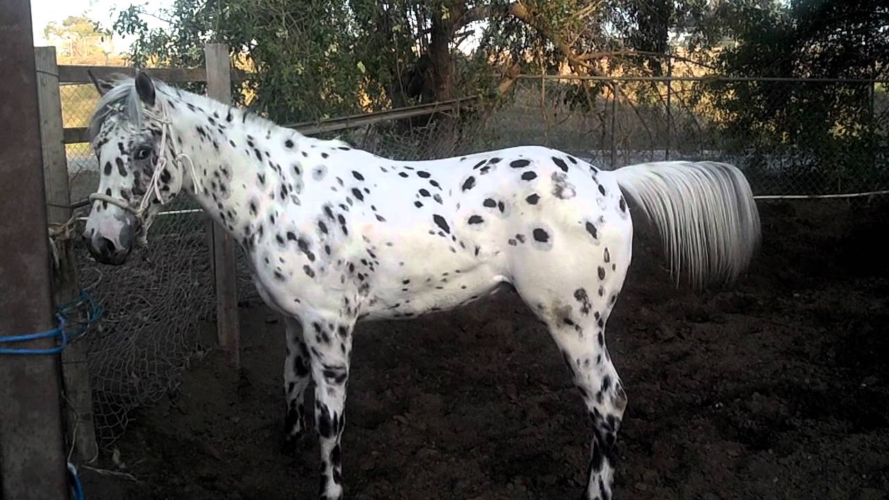 The most beautiful appaloosa horse in california