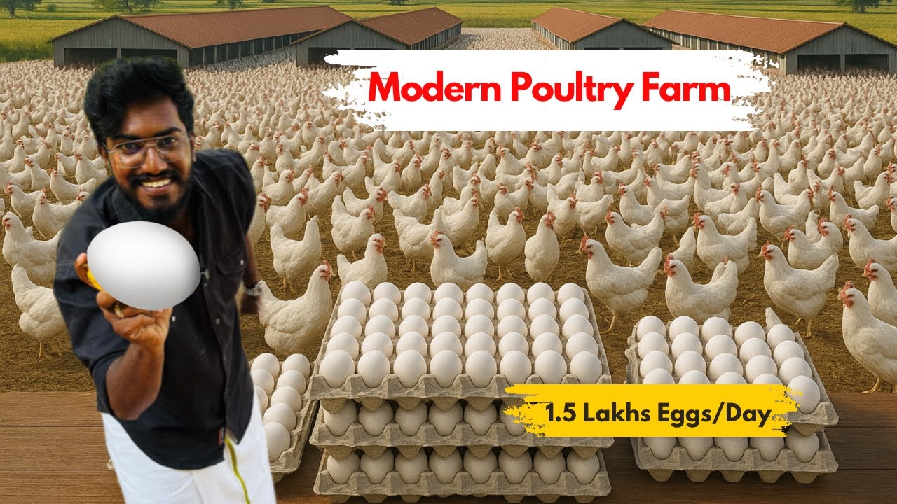 Начинали с 30 000 цыплят 🐣 Теперь 1,5 лакха кур 🐓 | Agrotill #farming