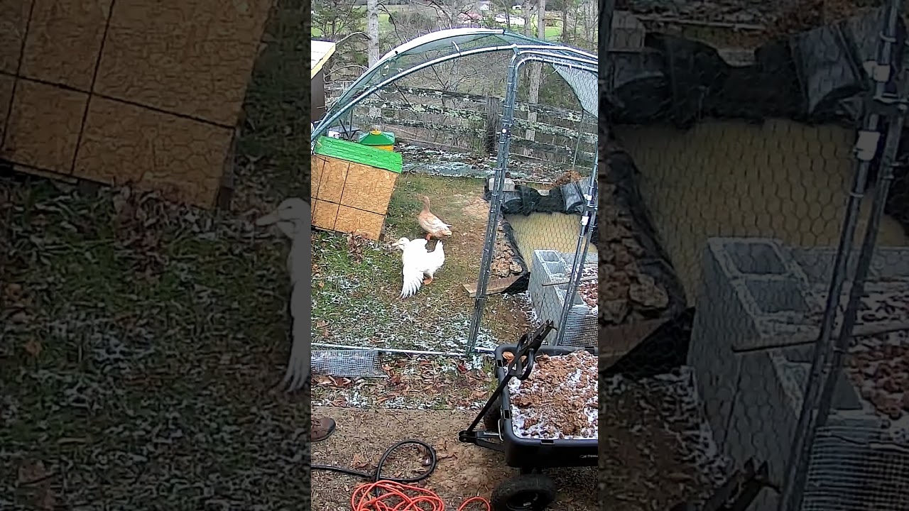 Ducks get startled, fly into duck pond with ice