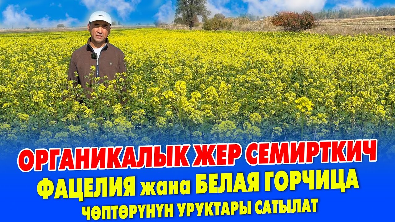 Органикалык жер СЕМИРТҮҮЧҮ чѳптѳрдүн уруктары АРЗАН сатылат ~ ФАЦЕЛИЯ жана БЕЛАЯ ГОРЧИЦА