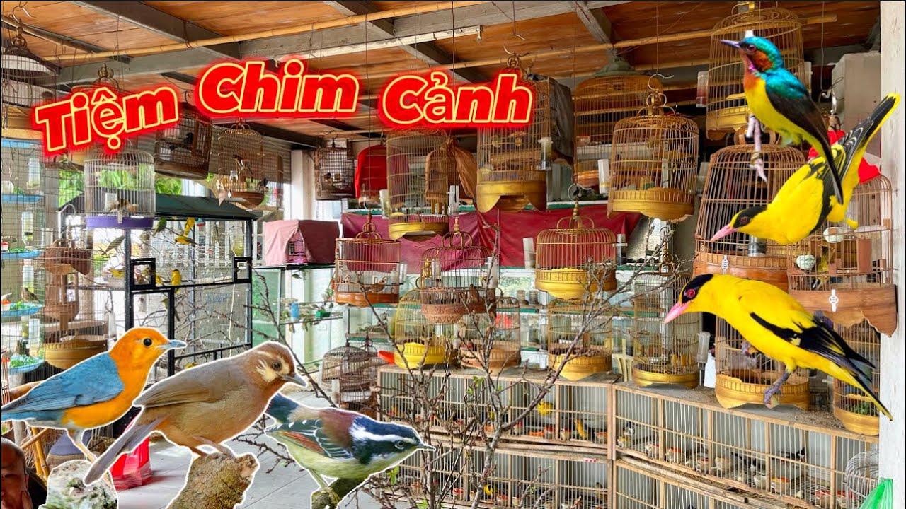 Chiêm Ngưỡng nhiều Loài Chim Đẹp: Vàng Anh, Sơn Ca, Xanh Tím, Khướu Lùn v.v thả Aviary | Đạt Bird TV