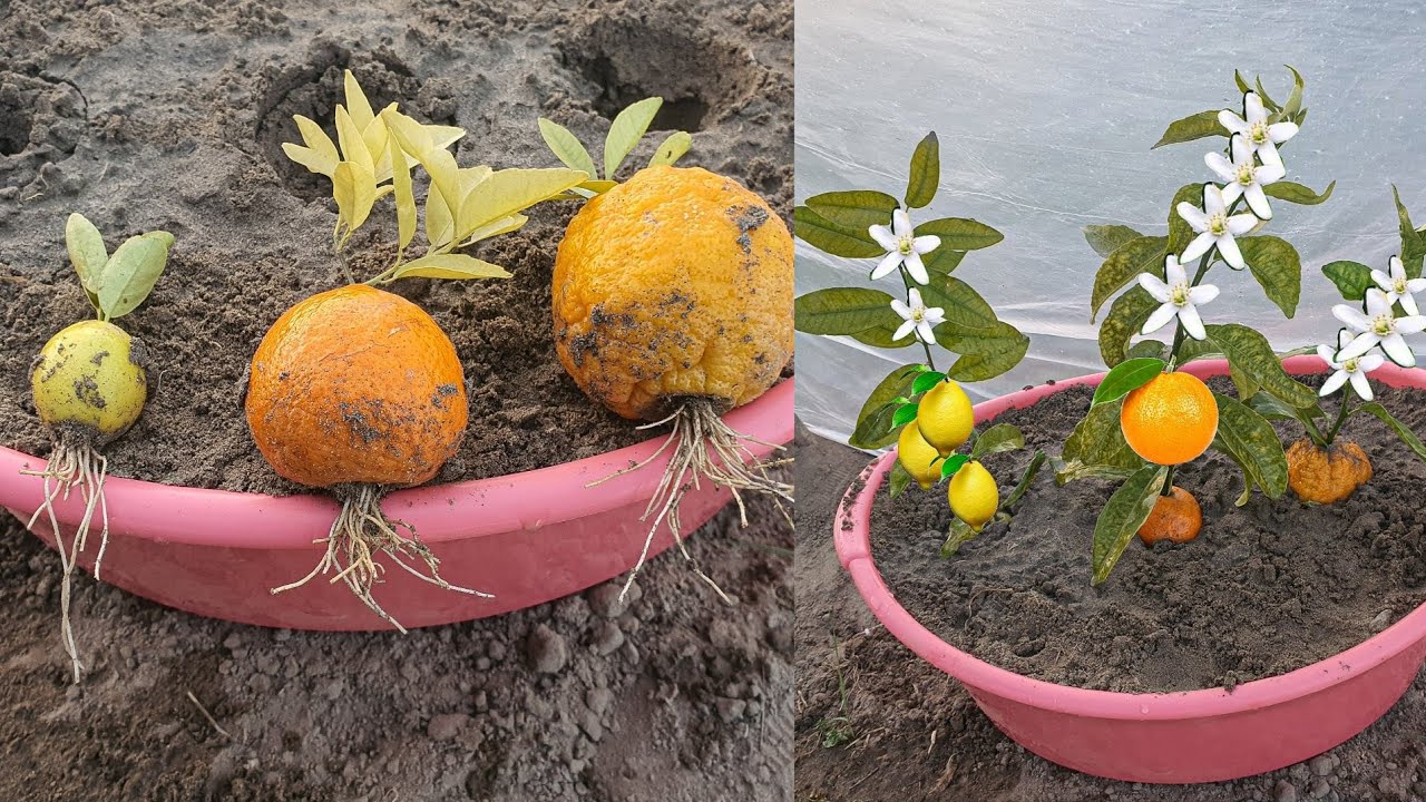 Grow Lemon Tree From Lemon 🍋🍋🍋, Orange Tree From Orange 🍊🍊🍊 and Citrus Tree From Citrus