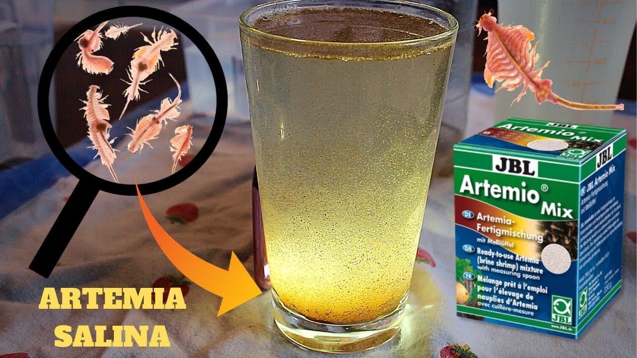Come far schiudere le uova di ARTEMIA 💦