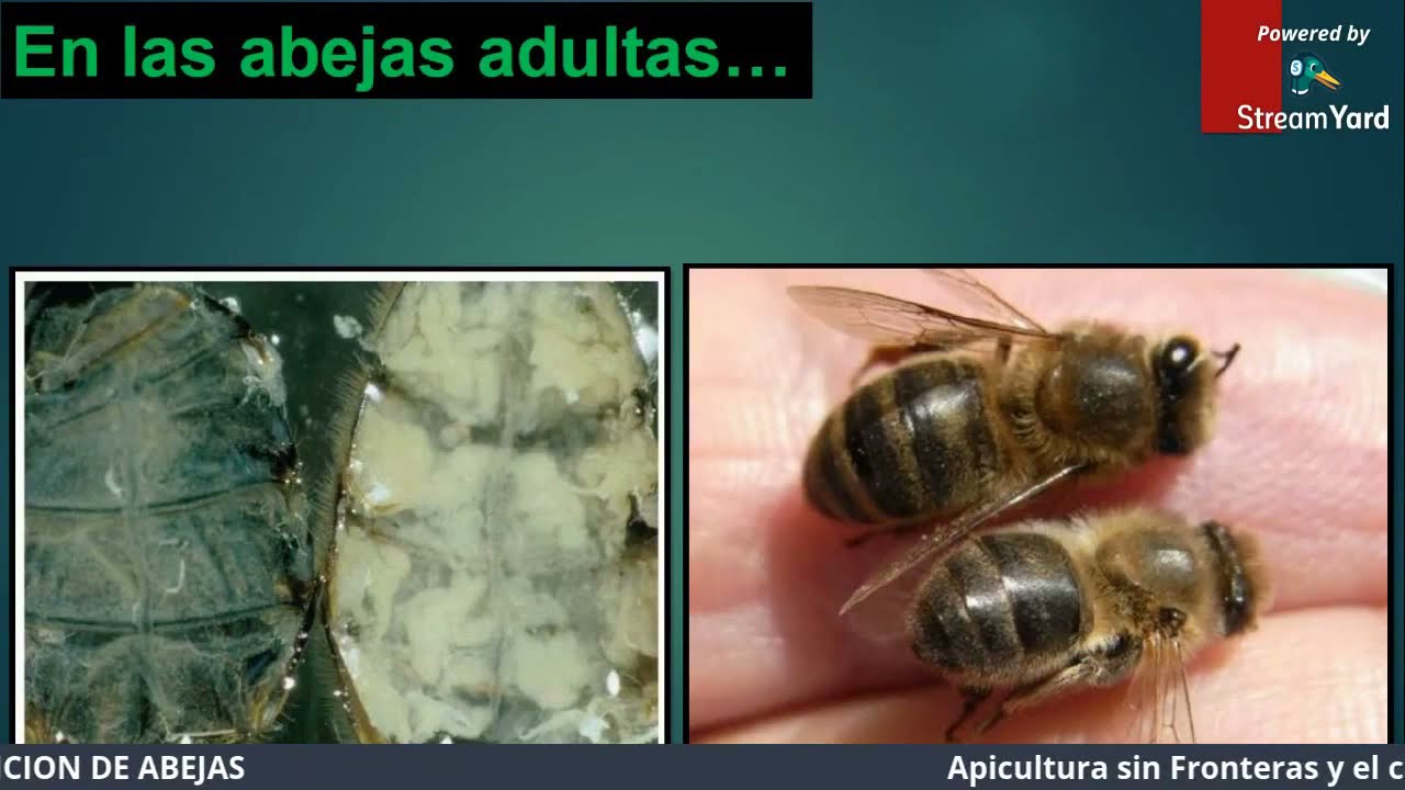 Nutricion vs Alimemtacion de las Abejas 2- Parte , Colmenas fuertes en la apicultura moderna