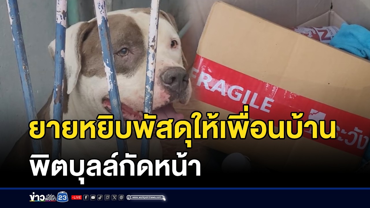 ยายหยิบพัสดุให้เพื่อนบ้าน พิตบุลล์กัดหน้า l ตลาดข่าว - ข่าวเช้าเวิร์คพอยท์ l 13 มี.ค.69