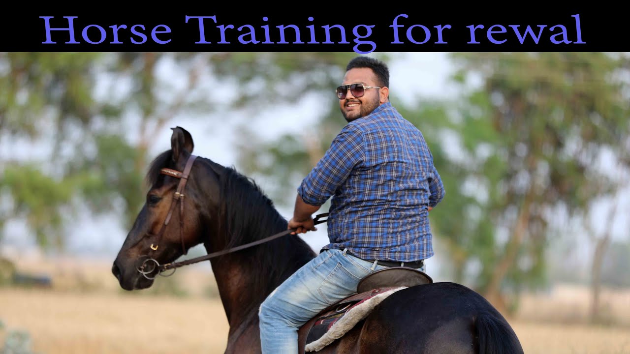 horse training by J T for rewal at long riders ranch