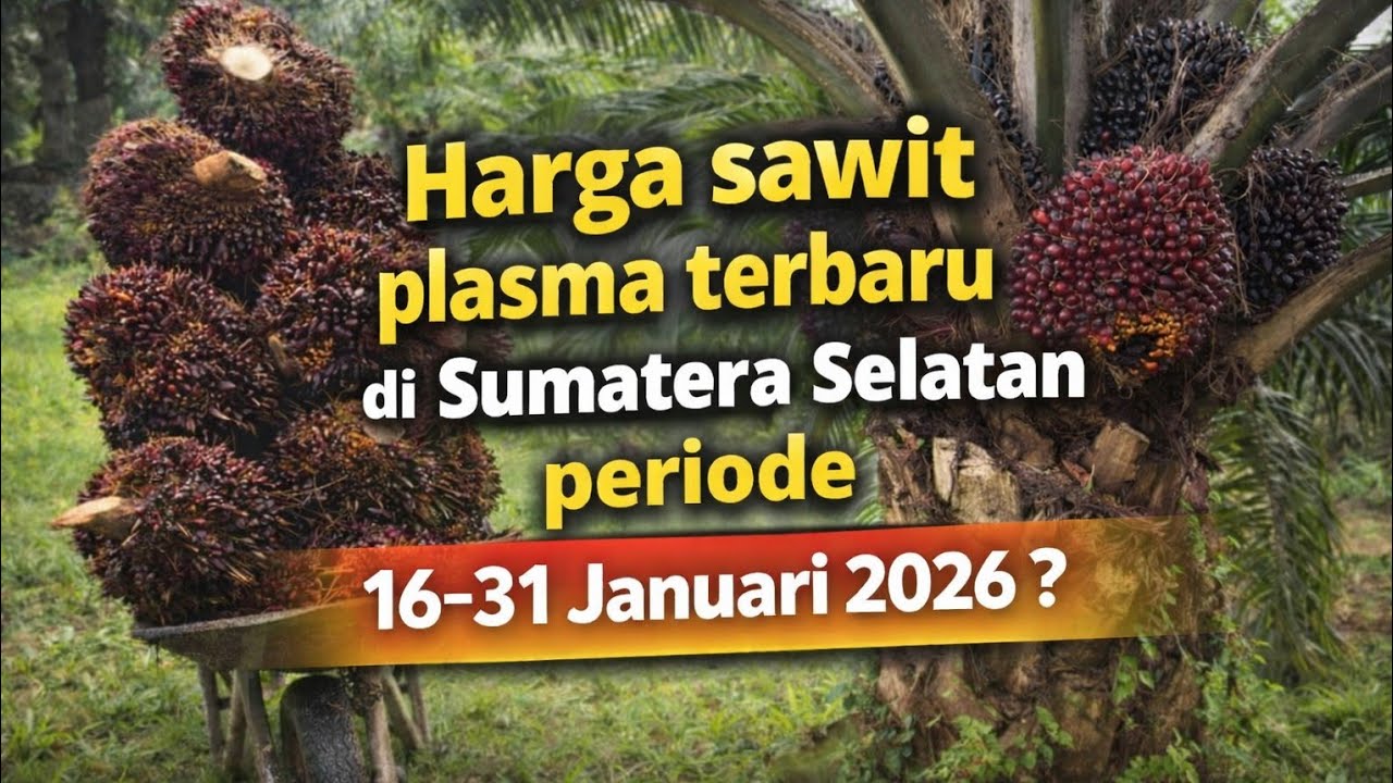 Harga TBS sawit plasma terbaru di Sumatera Selatan periode 16-31 Januari 2026?