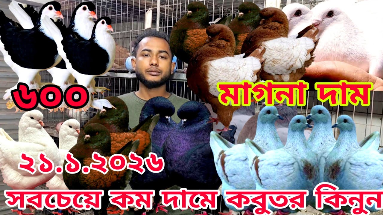কাল লাহোরি কবুতরের দাম জানুন।। কাল বিউটি কবুতরের দাম জানুন।। ৫০০ + ৬০০ টাকা পিস কবুতর কিনুন