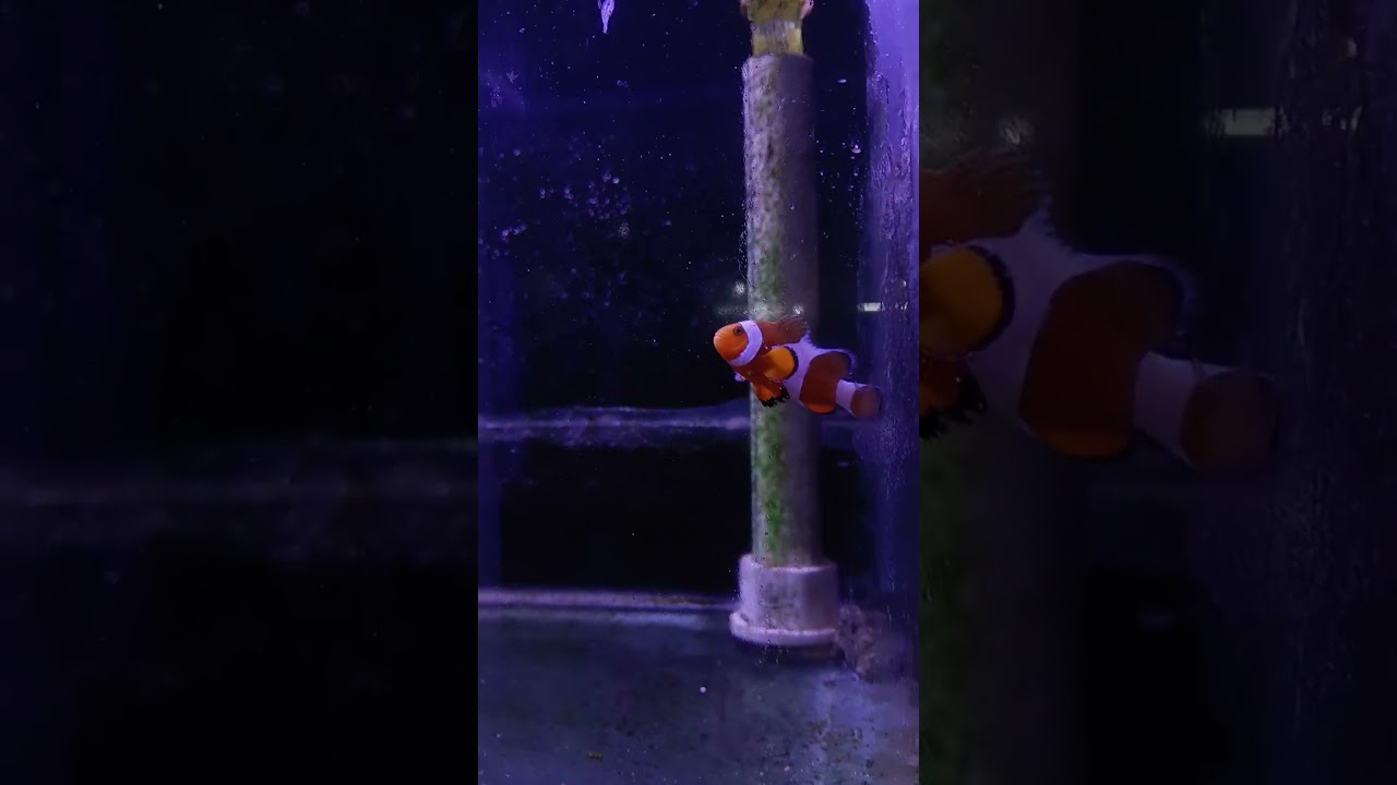 Finding Nimooo 
