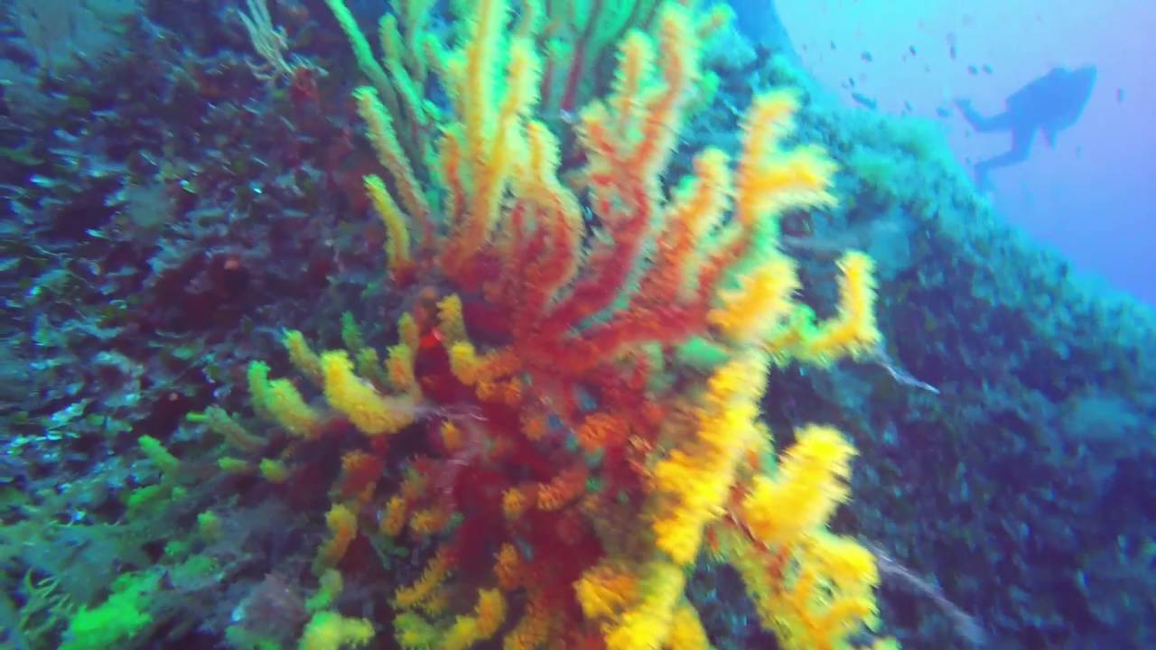 IMMERSIONE SECCA DEL PAPA   TAVOLARA