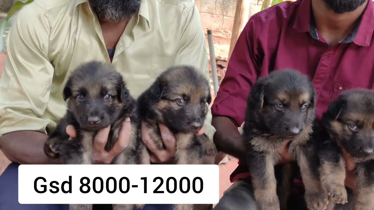 Puppy price list oct 2024 / price starts from 2500 / #music #puppy #puppypic