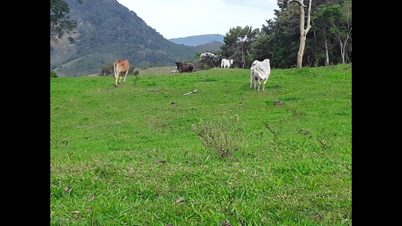 SITIO 24ha em Santa Maria Madalena