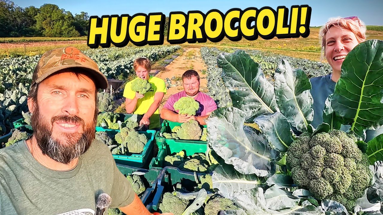 Our First Fall Broccoli Harvest of the Season (and They&rsquo;re Huge!)