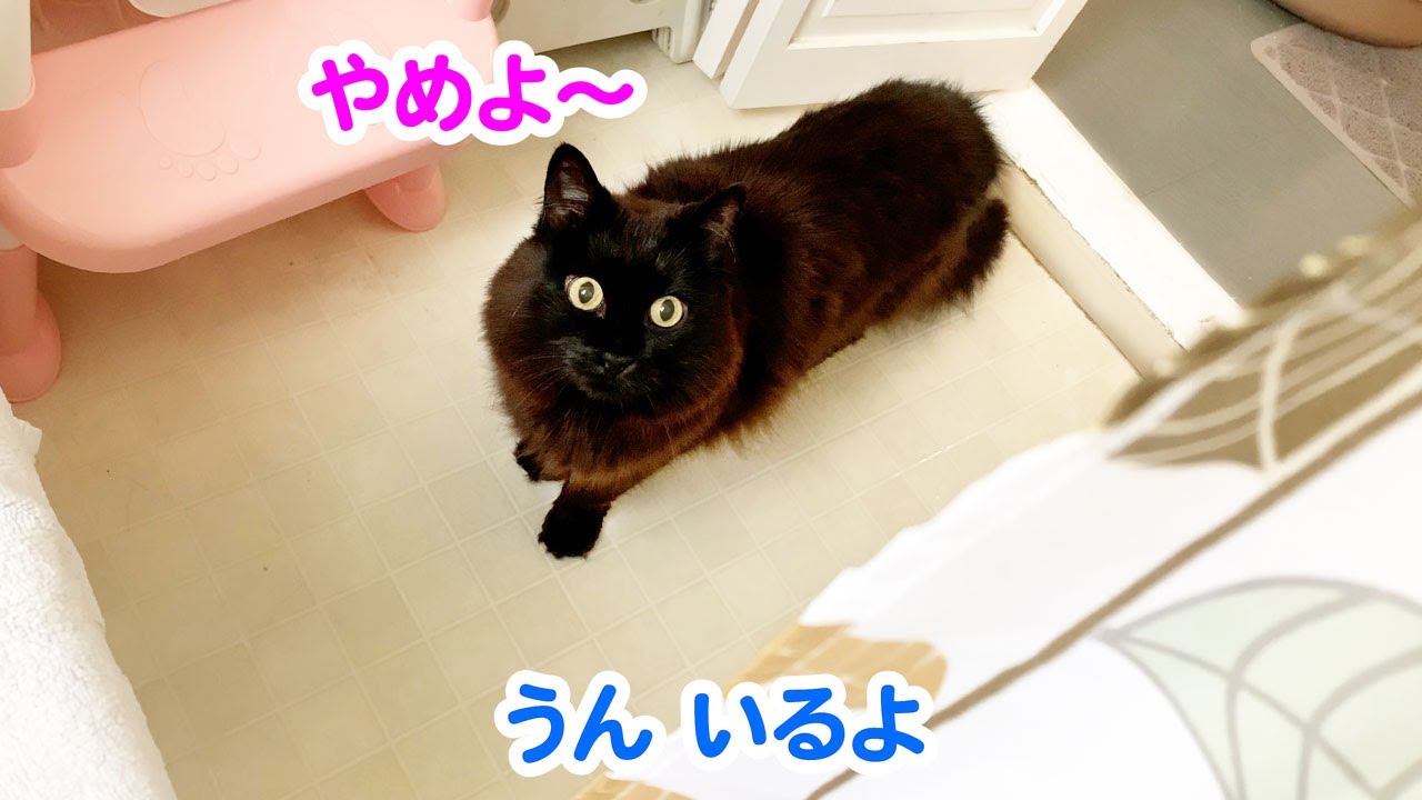 【しゃべる猫】飼い主が隠れると不安になって止めにくる猫がかわいい【しおちゃん】