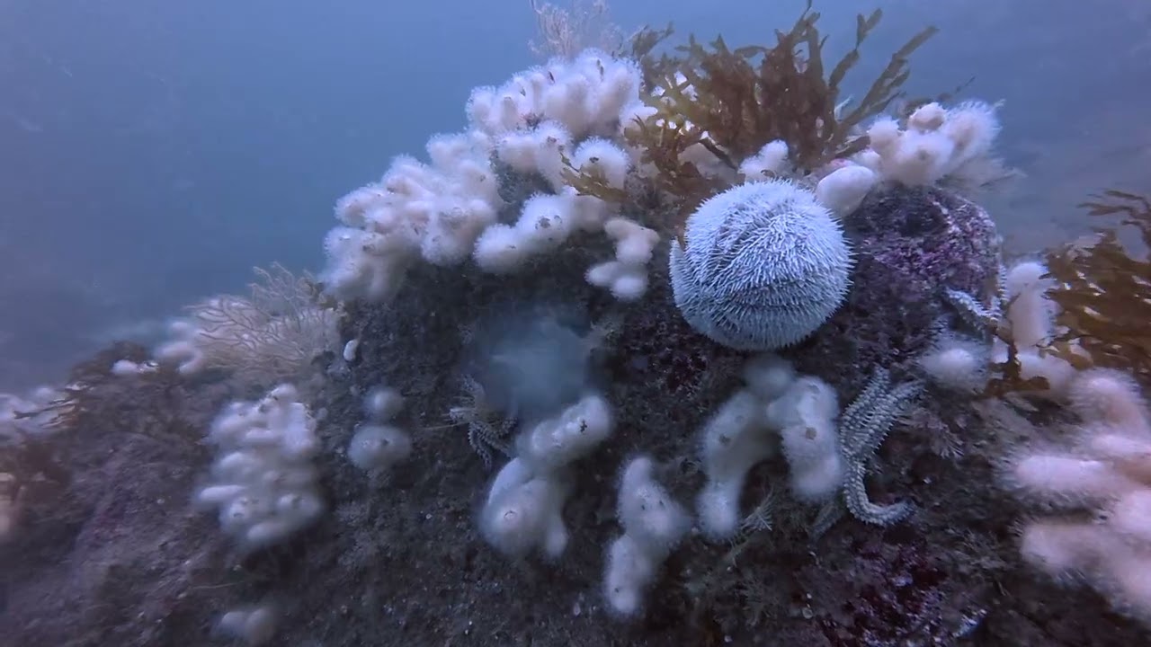 Cornwall Scuba Diving: Epic Boat Trip to The Manacles Reef (Stunning 4K Footage)