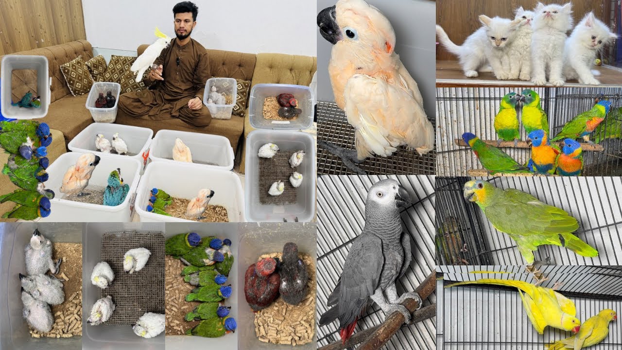 Birds Market Multan 22 March 2026 |Madni Birds Shop | Malik Danish | Handtamed Parrot Shop |