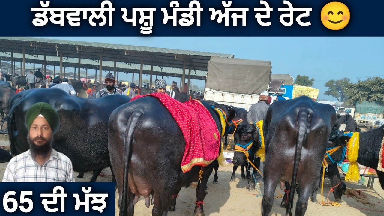 ਡੱਬਵਾਲੀ ਪਸ਼ੂ ਮੰਡੀ ।। Dabwali Pashu mandi today।। #buffalo #cow