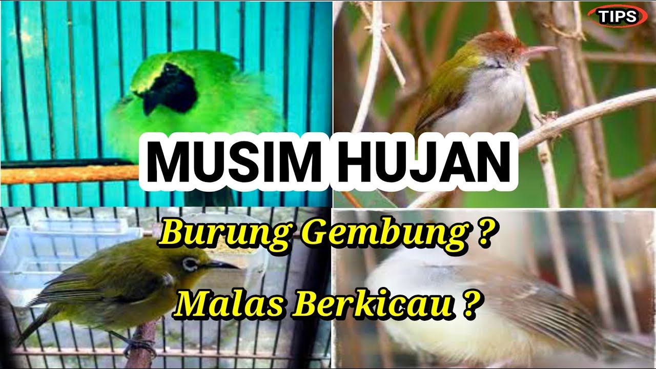Perawatan Burung Di Musim Hujan | Tips Singkat