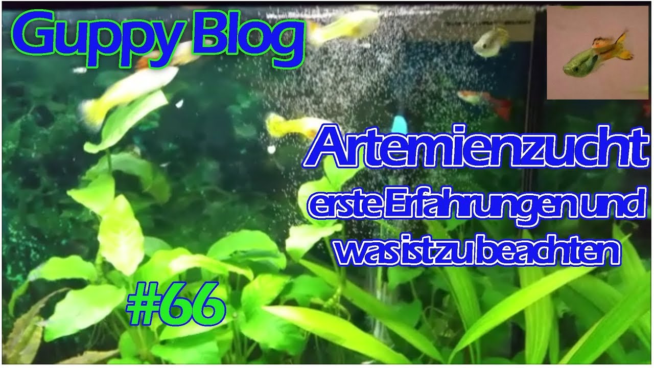 Guppy Blog Folge #66 | erste Erfahrungen mit Artemienzucht | M&auml;rz 2019
