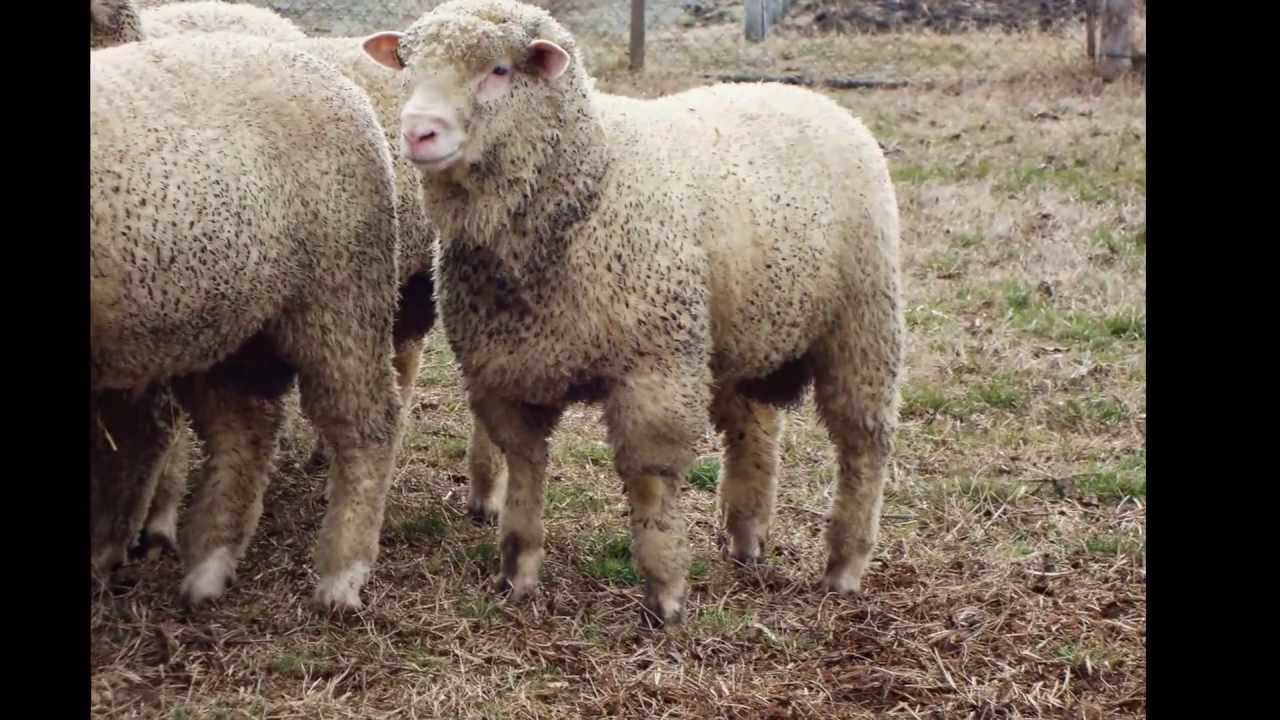 Ovce Ile de France rase- Farma Čuletić ( Hrtkovci, Ruma )