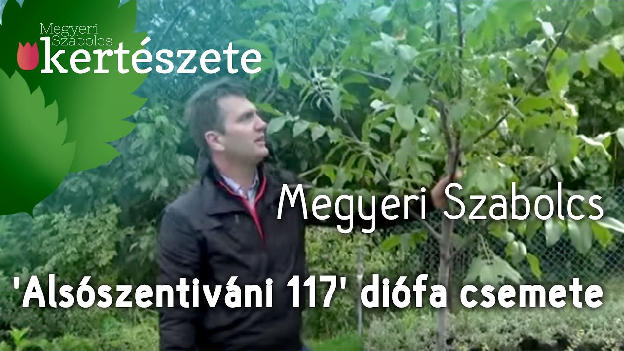 Juglans regia 'Alsószentiváni 117' diófa oltvány