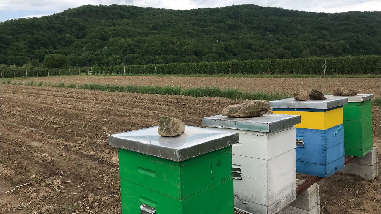 Pčelarstvo 2021 - Selidba Ko&scaron;nica Na Bagrem