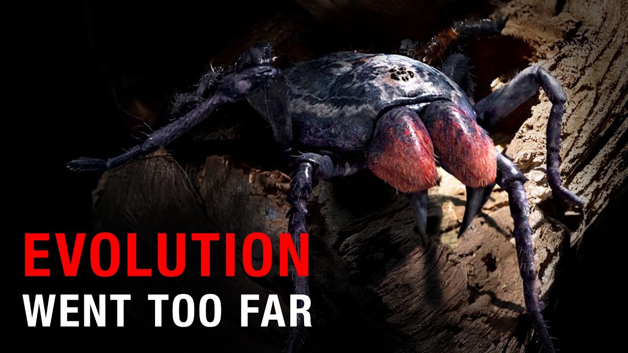 Nothing About Spiders Is Normal… Here’s Why