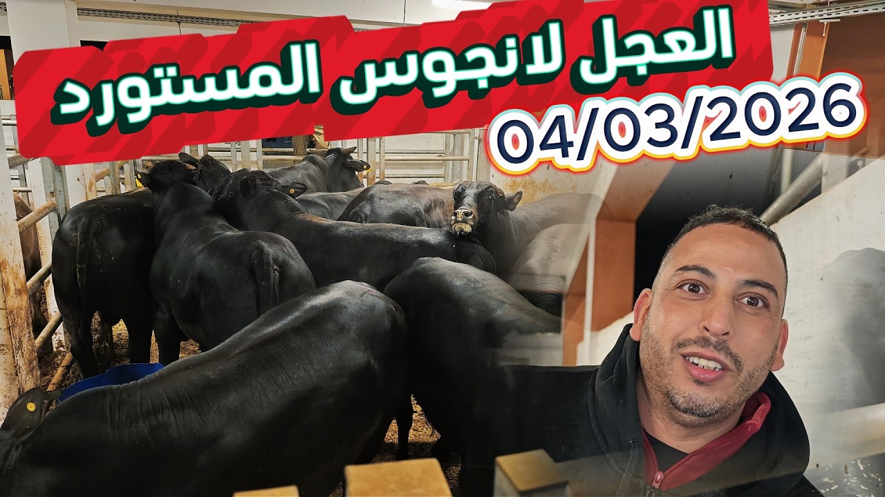 العجل لانجوس المستورد 80درهم من جزارة ومشواة الوفاء بني ملال 04/03/2026 #اكسبلور