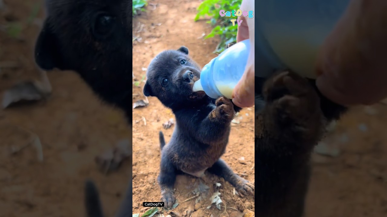The country dog’s meal today is enjoyed comfortably on his own