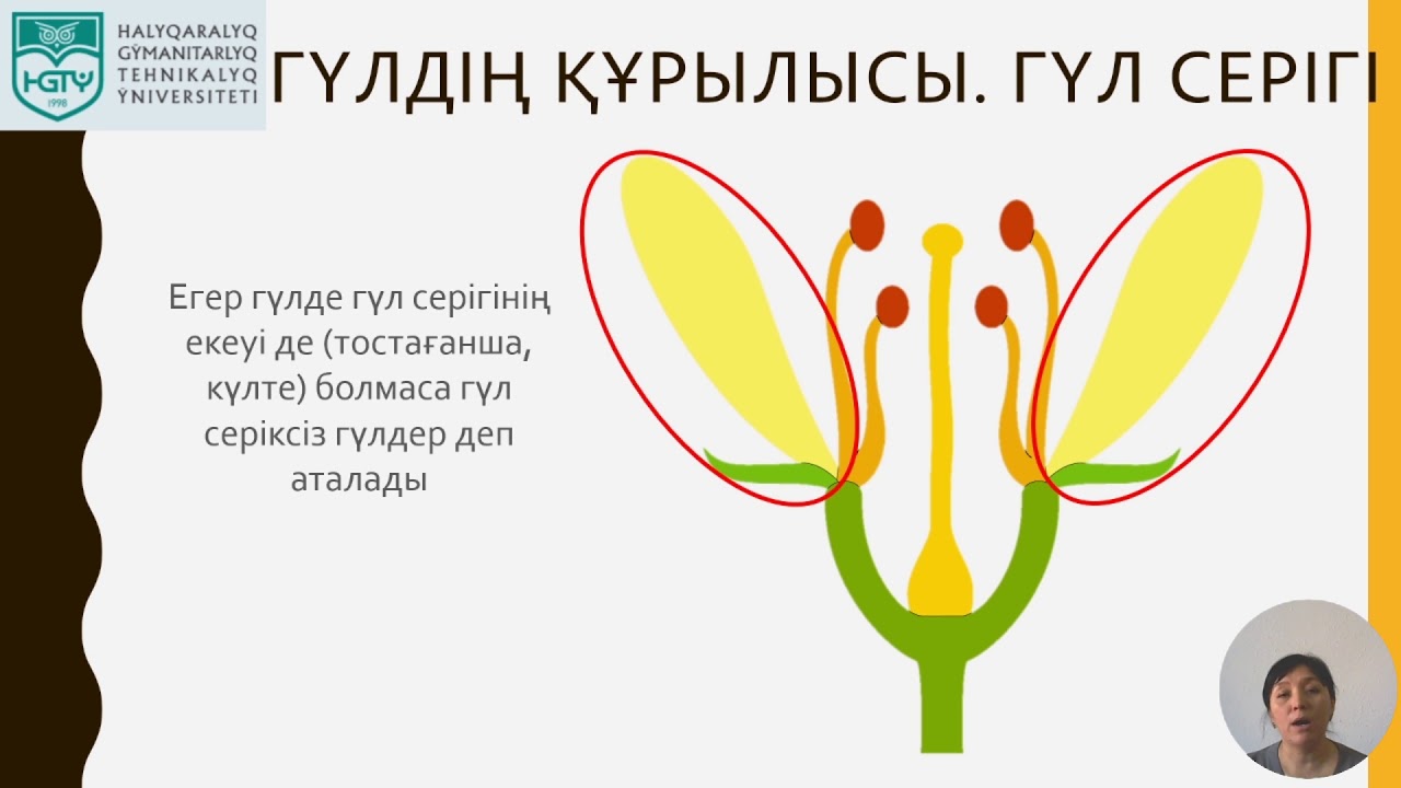 Сенкебаева А-7916 Гүлдің құрылысы.Гүлшоғырлар