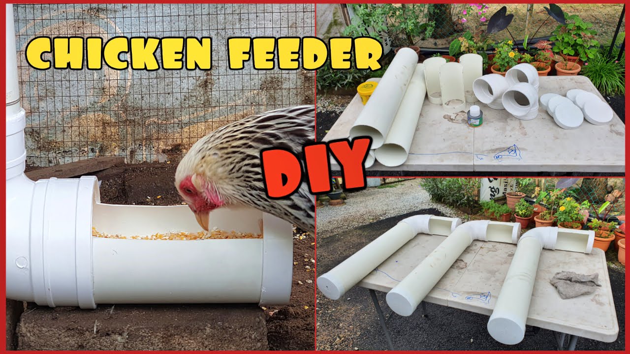 ✅️ DIY BEKAS MAKANAN AYAM || DEDAK TAHAN LAMA DAN PRAKTIKAL