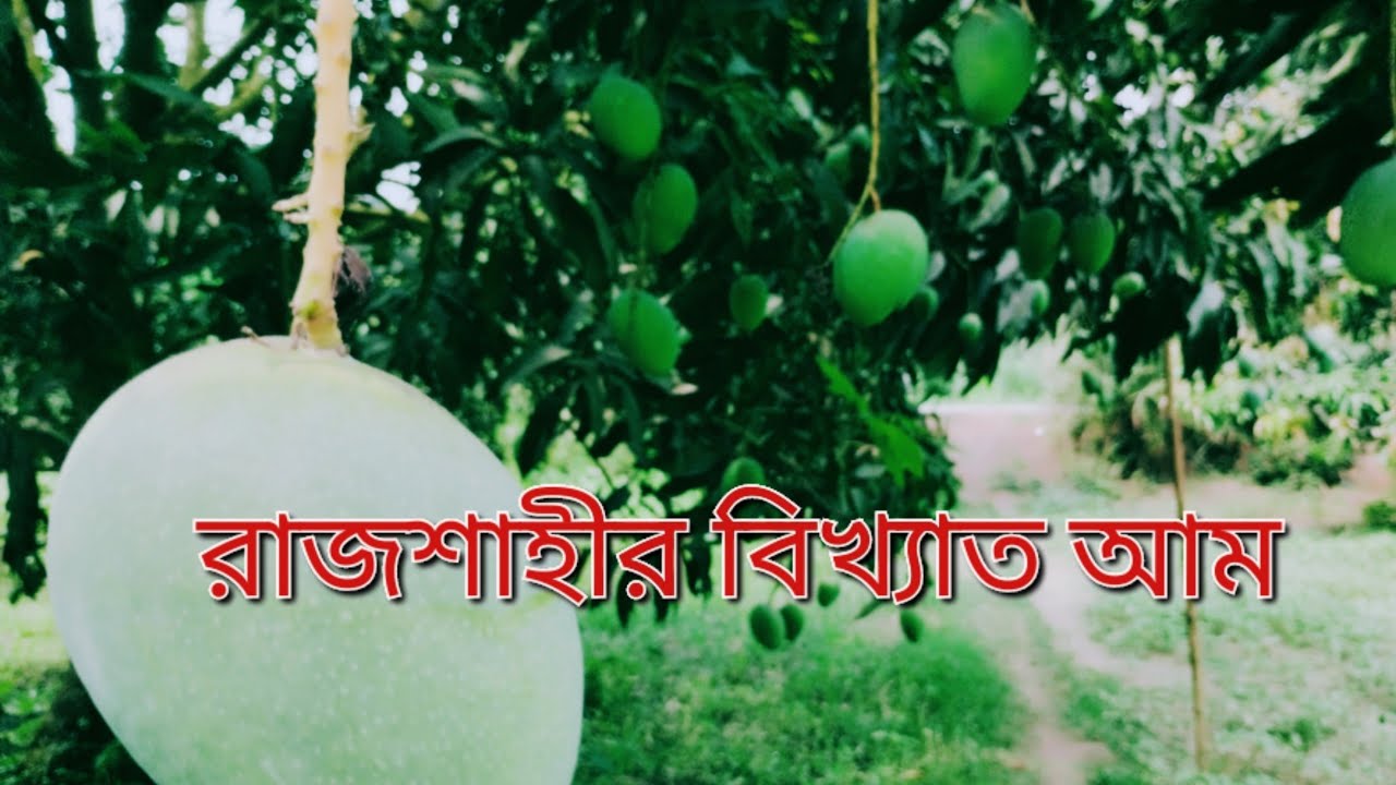 আমের শহর রাজশাহী Mango Rajshahi