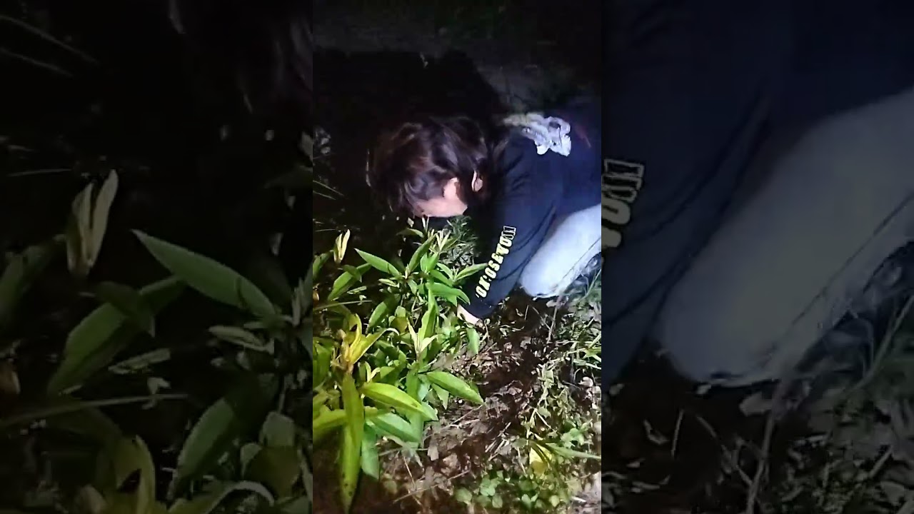 Penarikan tiga mustika sekaligus