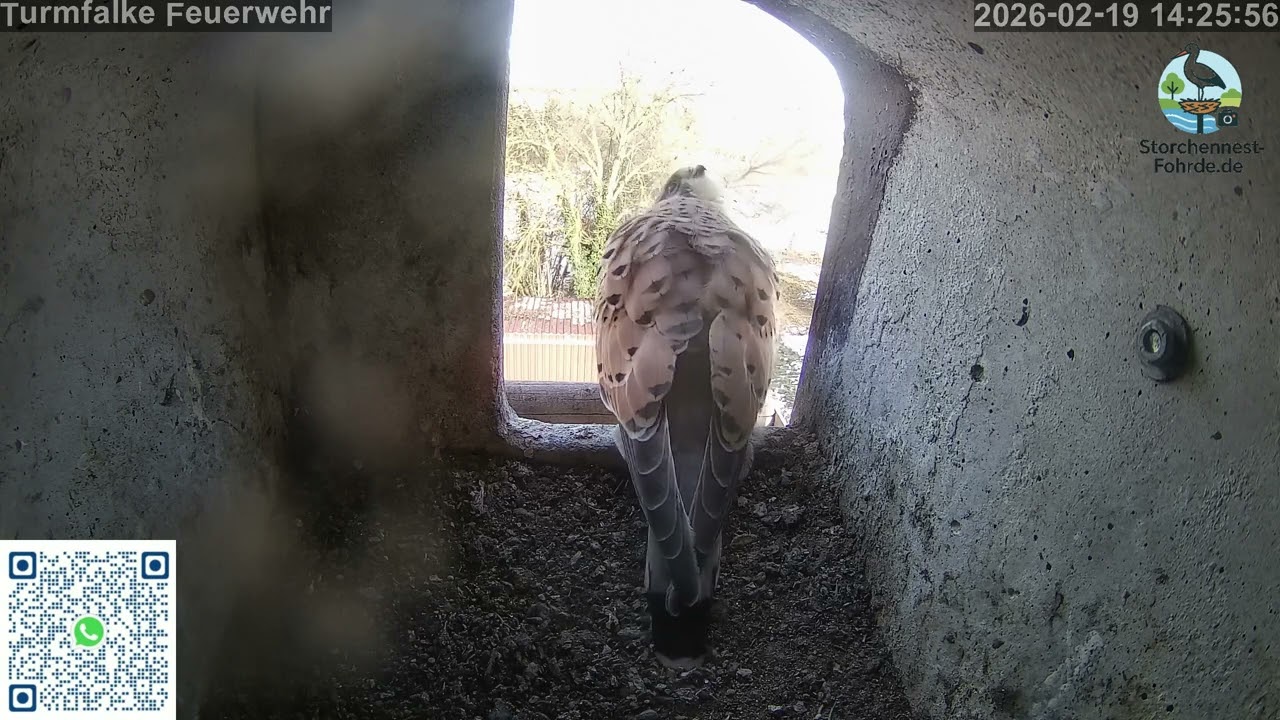 Turmfalke Ringo hat zu tun! - 19.02.2026