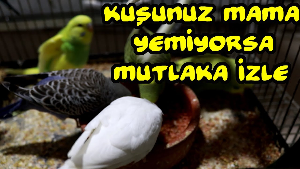 Muhabbet Kuşum Mama Yemiyor Ne Yapmam Lazım l VLog
