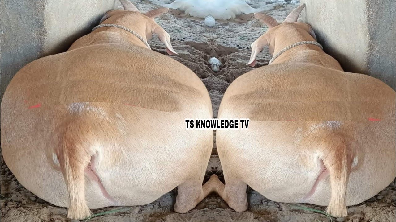 Jangra Goat Farm k 12,12 Lakh waly Teddy Bakry #bakra #bakramandi #goat #cattle #cow #goat #qurbani